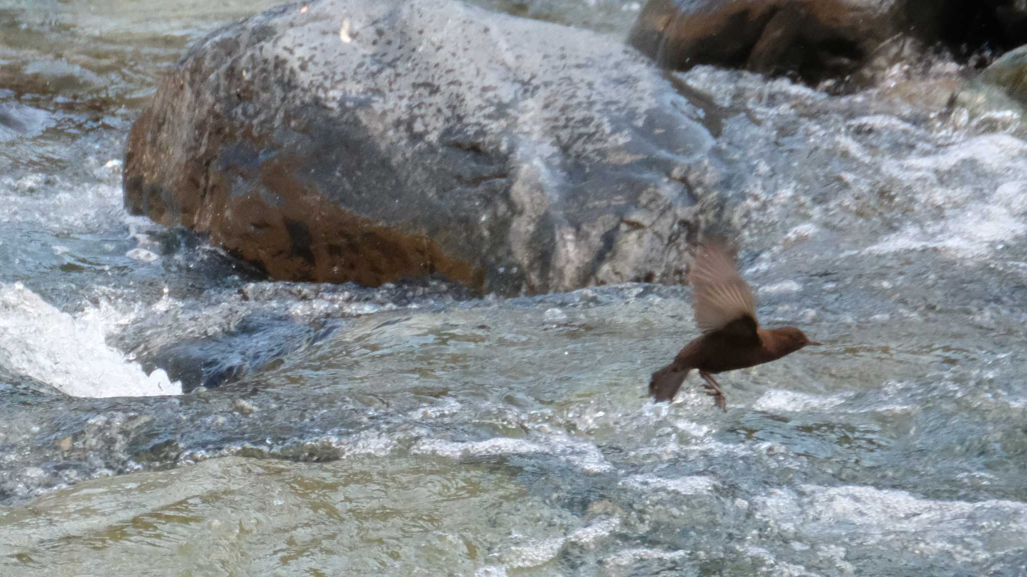 Brown Dipper