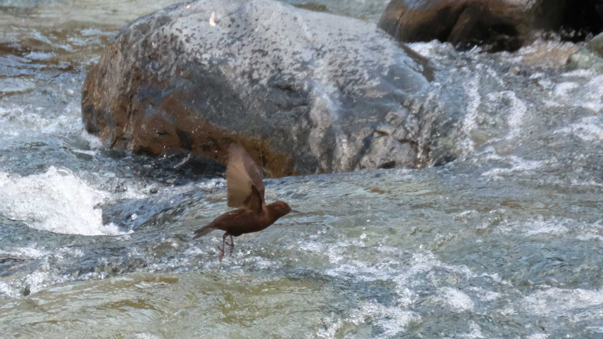 丹沢湖・世附川 カワガラスの写真 by ko1smr