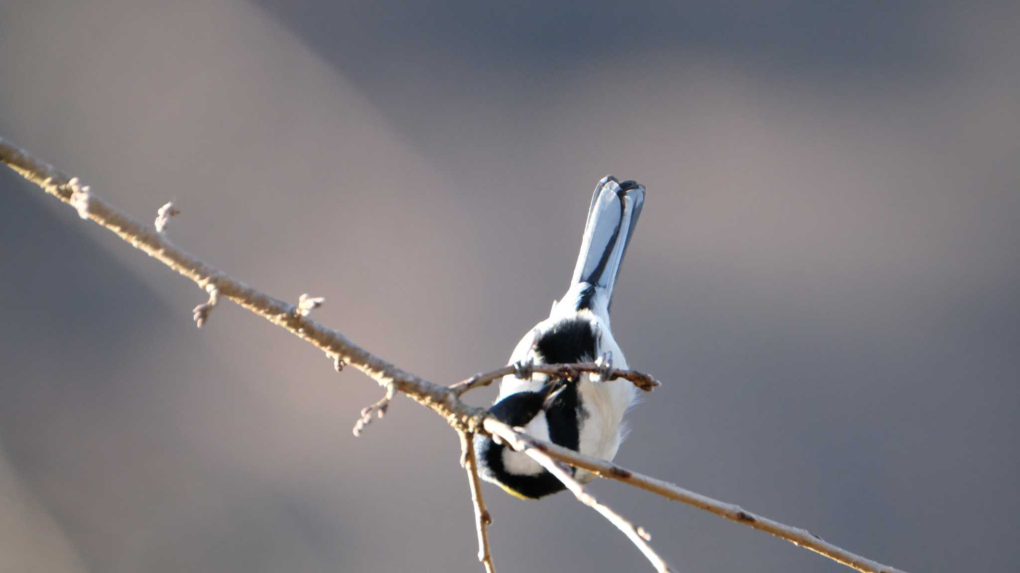 Japanese Tit