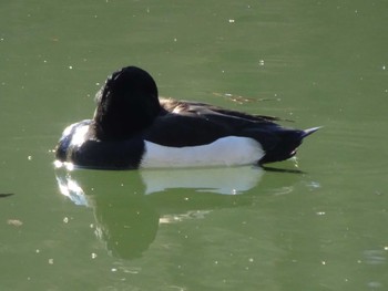 2020年2月2日(日) 薬師池公園の野鳥観察記録