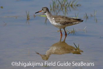 Common Redshank Ishigaki Island Sun, 2/2/2020