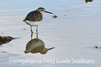 タカブシギ 石垣島 2020年2月2日(日)