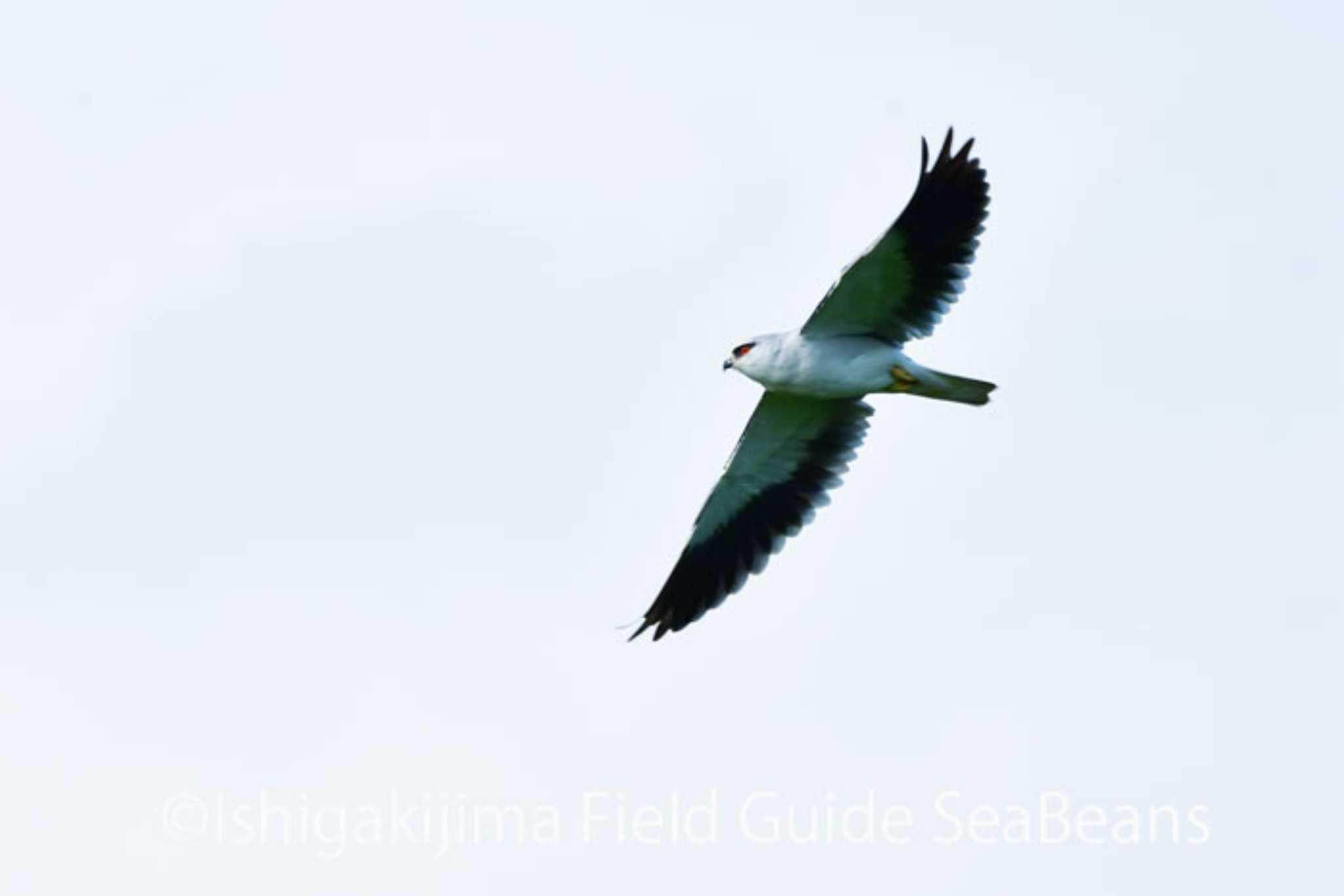 Photo of Black-winged Kite at Ishigaki Island by 石垣島バードウオッチングガイドSeaBeans