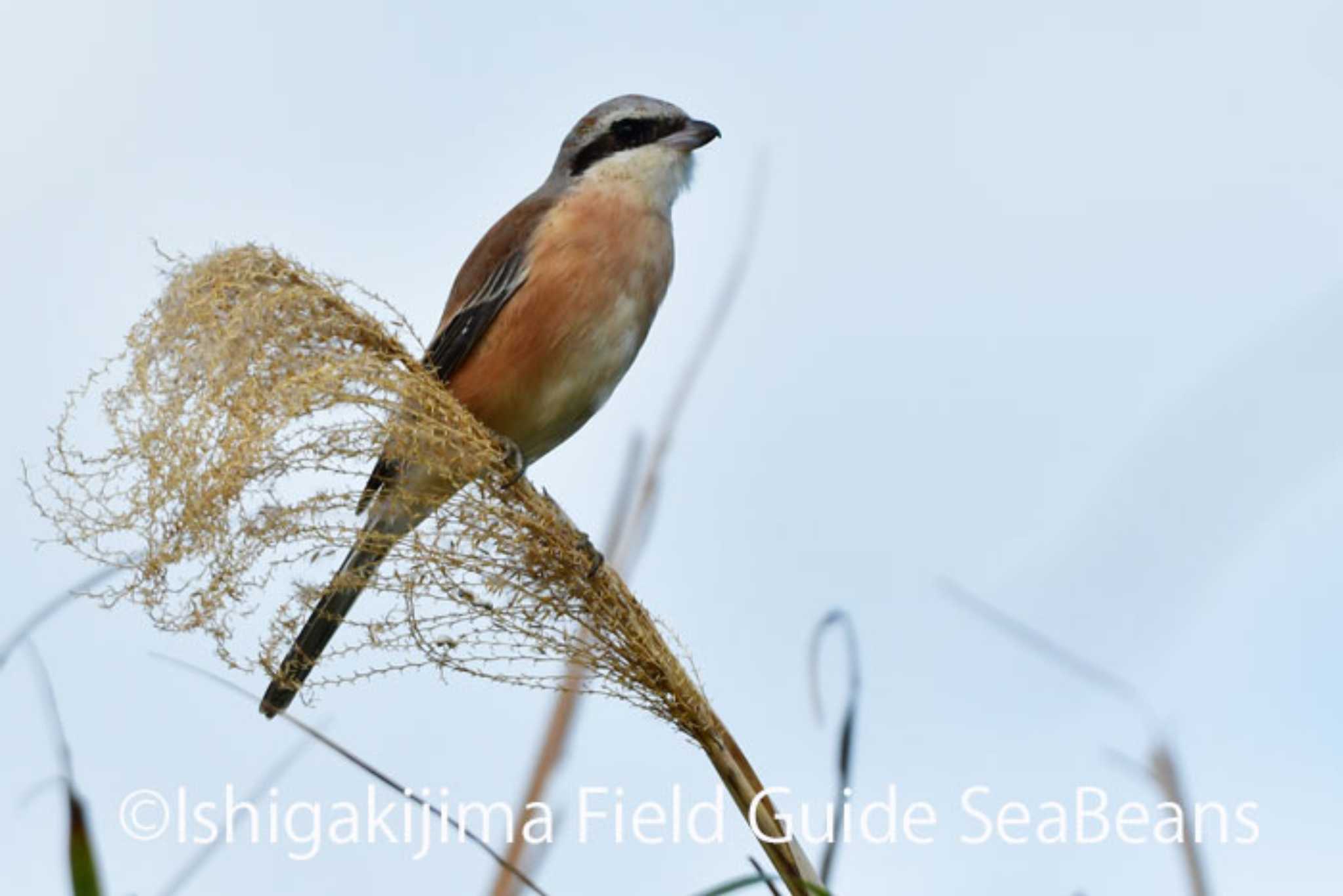 Photo of Long-tailed Shrike at Ishigaki Island by 石垣島バードウオッチングガイドSeaBeans