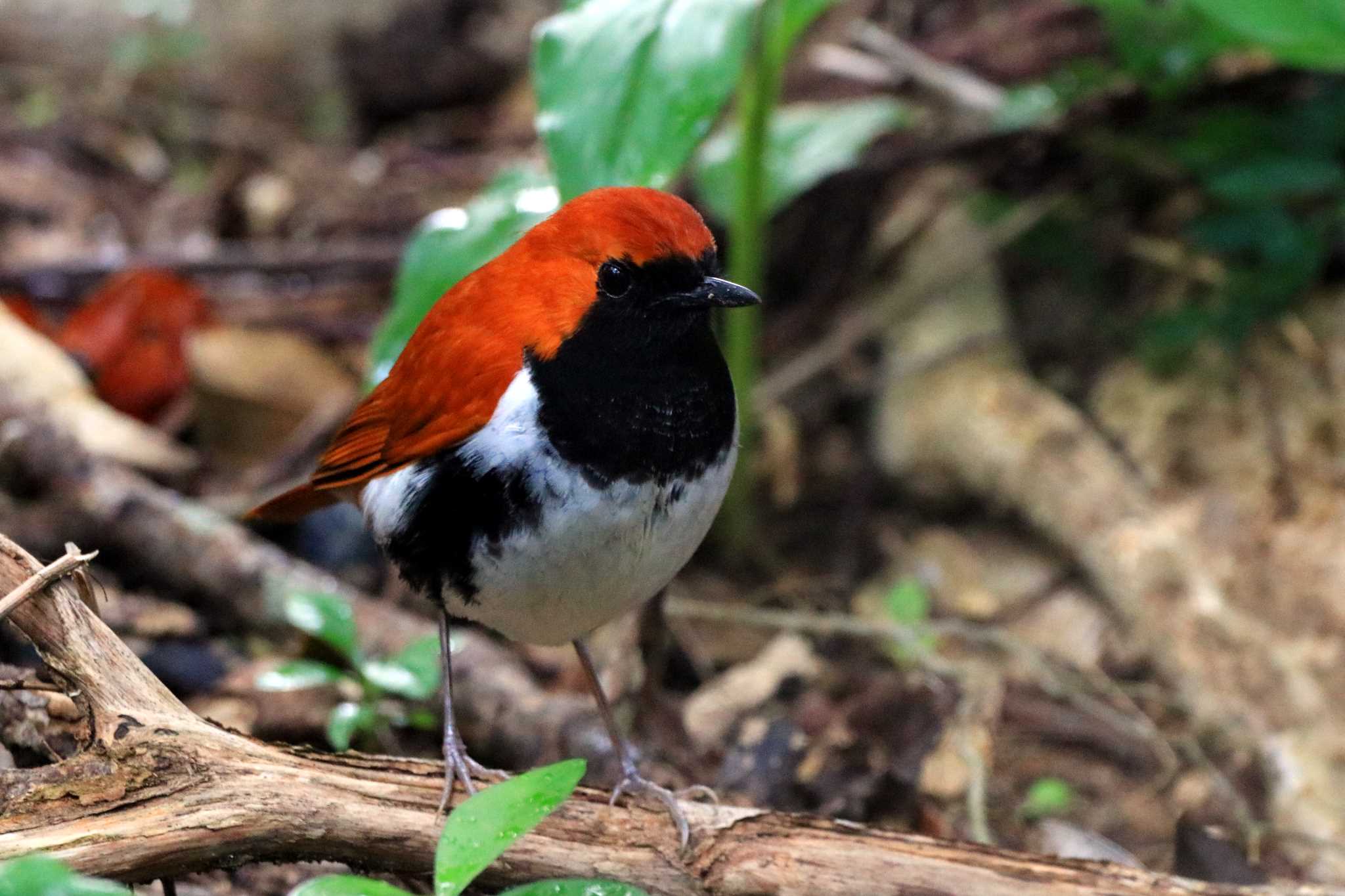 Photo of Ryukyu Robin at Amami Nature Observation Forest by とみやん