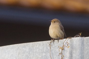 Daurian Redstart 大栗川 Sat, 1/25/2020