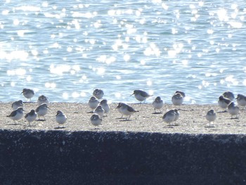 ハマシギ ふなばし三番瀬海浜公園 2020年2月2日(日)