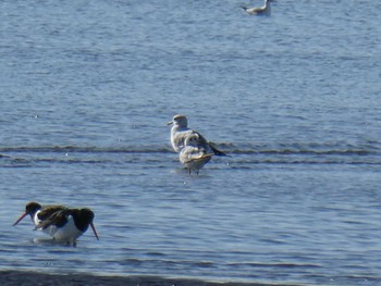 カモメ ふなばし三番瀬海浜公園 2020年2月2日(日)