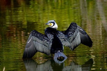 Great Cormorant