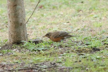 2020年2月1日(土) 館山野鳥の森の野鳥観察記録