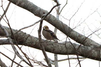 シメ 館山野鳥の森 2020年2月1日(土)