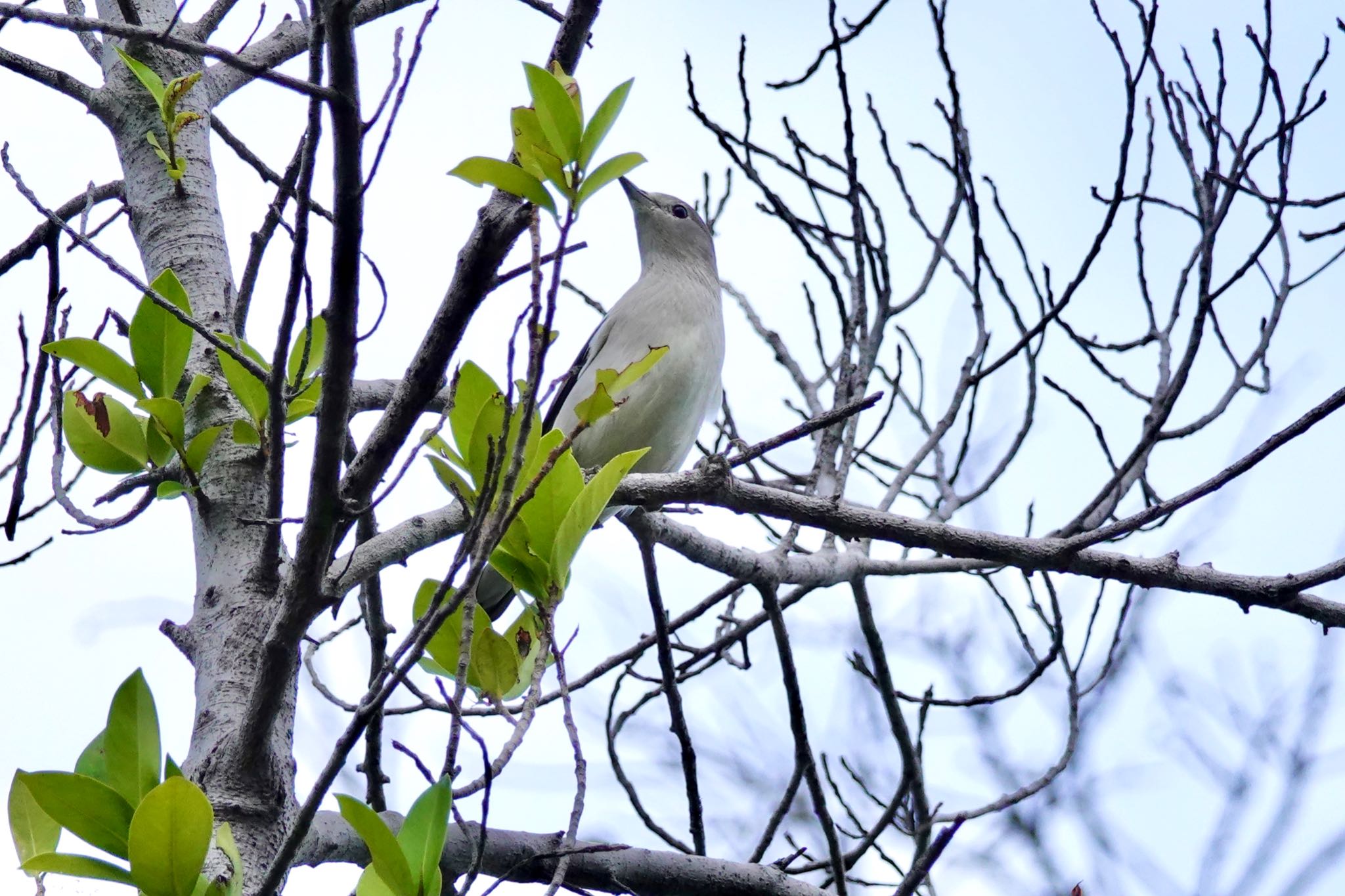 Photo of Daurian Starling at Jurong Lake Gardens by のどか