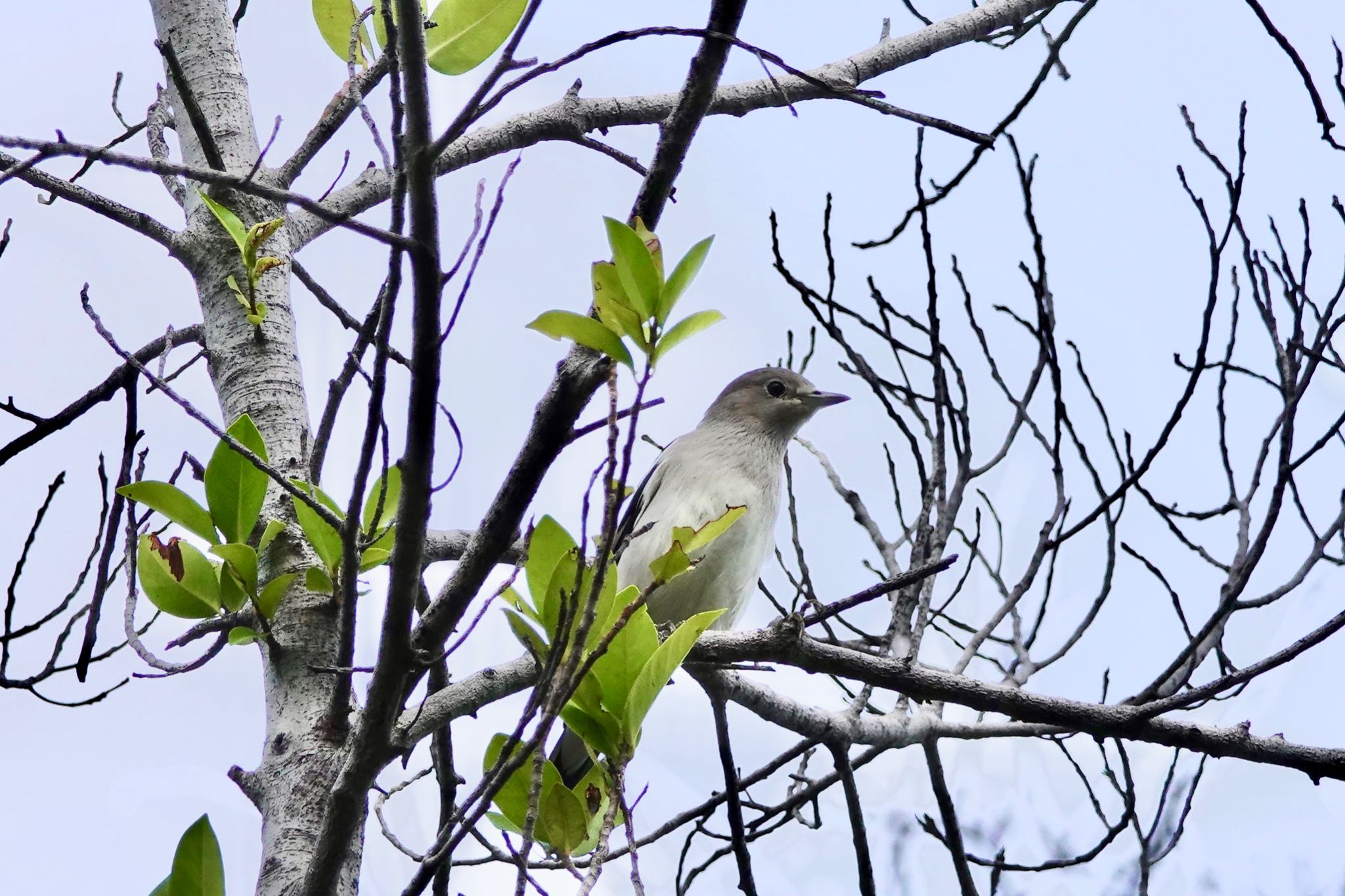 Daurian Starling