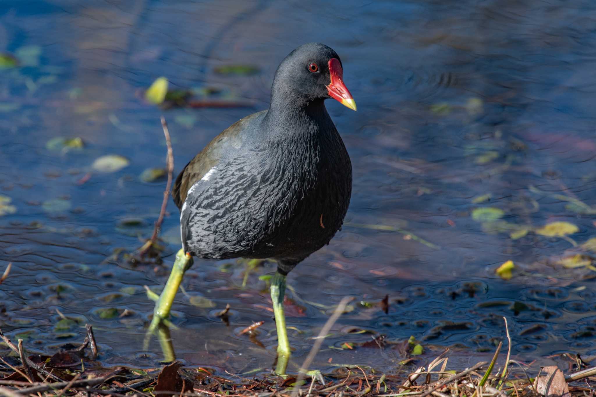 Photo of Common Moorhen at Mikiyama Forest Park by ときのたまお