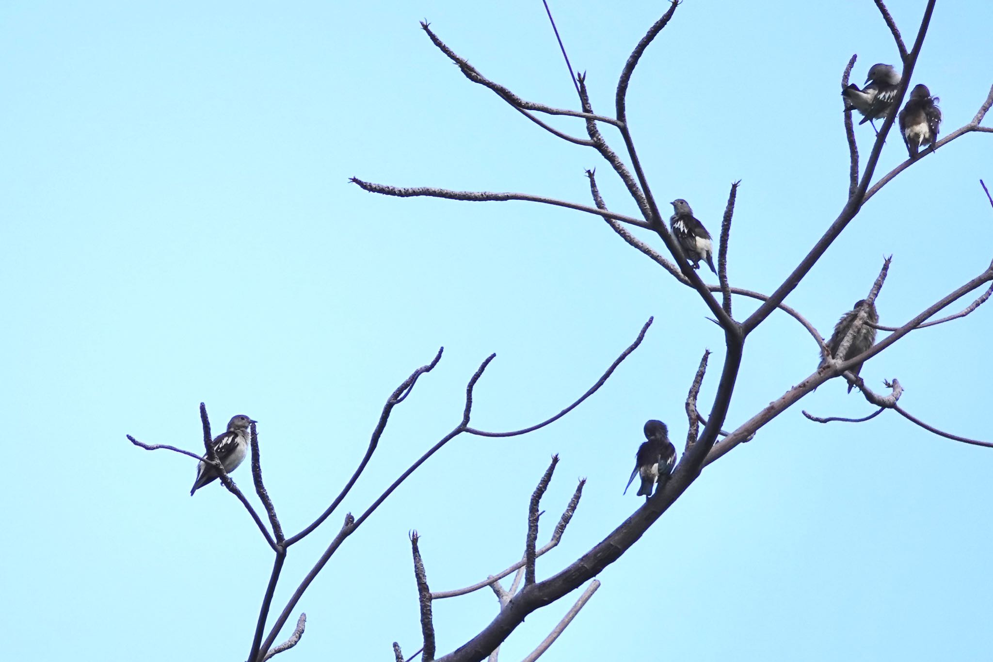 Photo of Daurian Starling at Jurong Lake Gardens by のどか