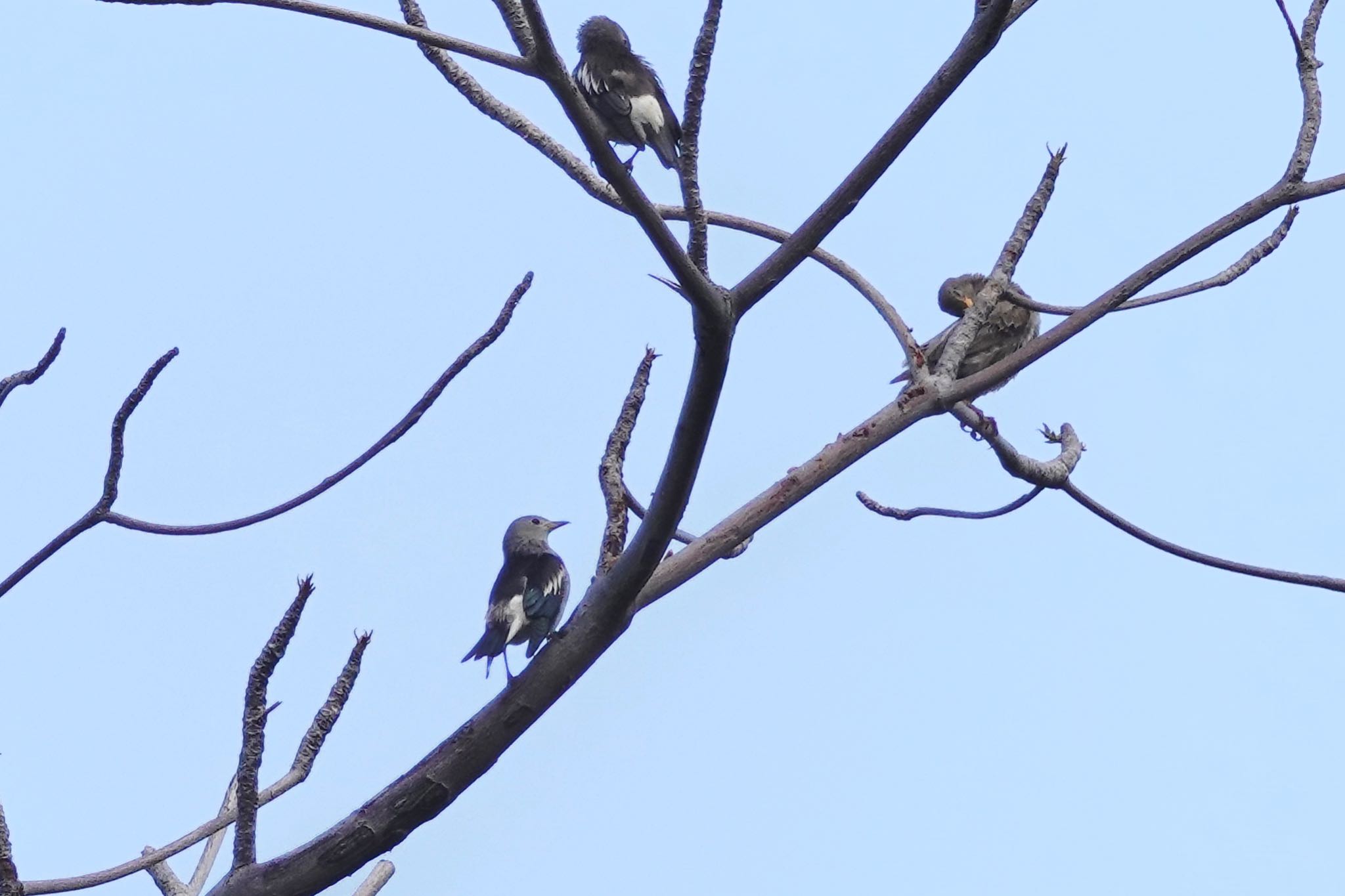 Daurian Starling