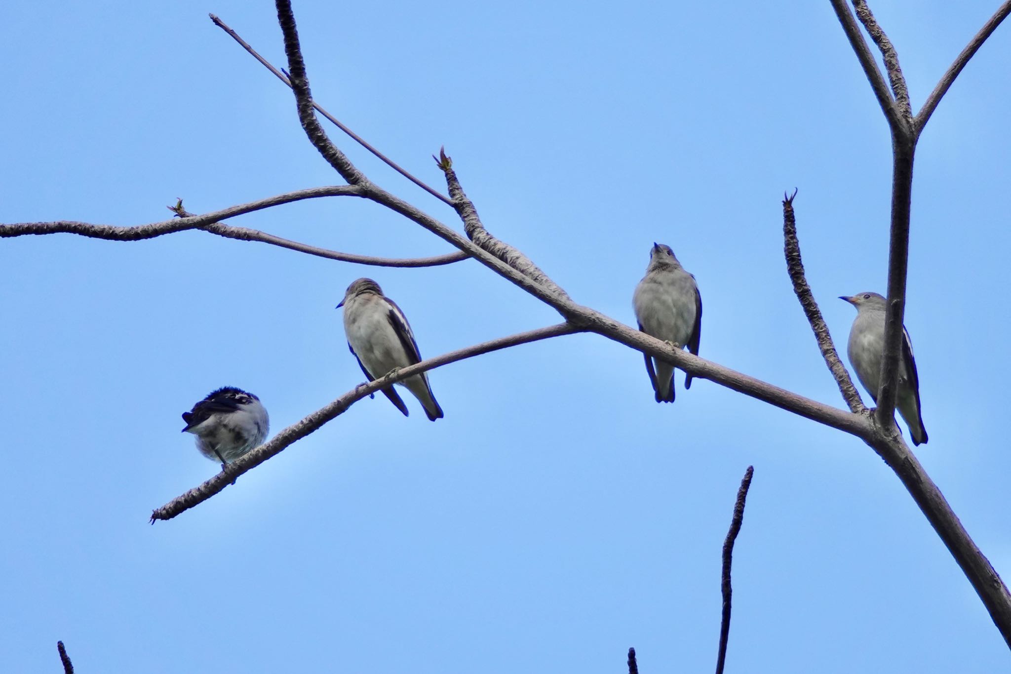 Daurian Starling