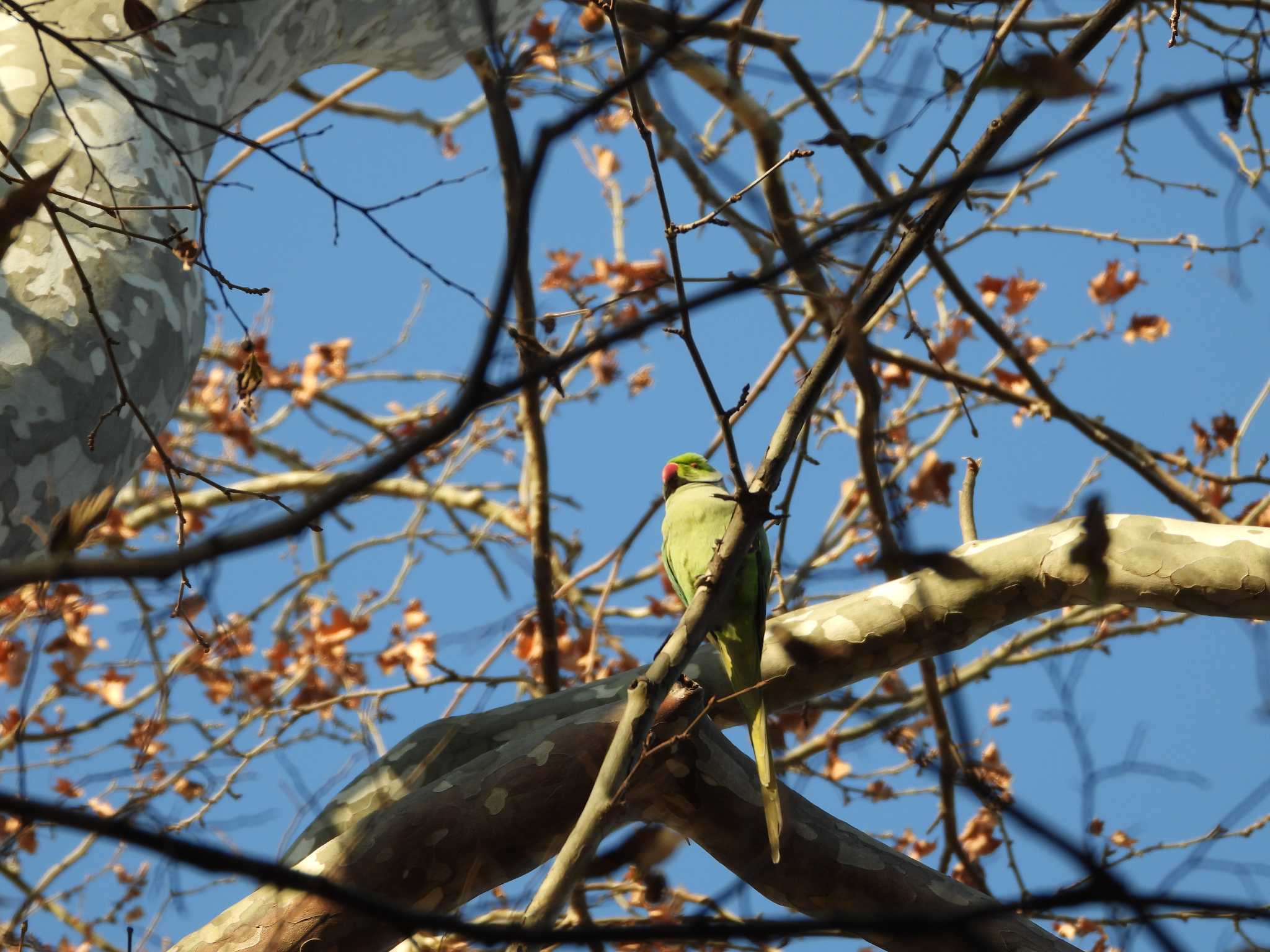 ワカケホンセイインコ