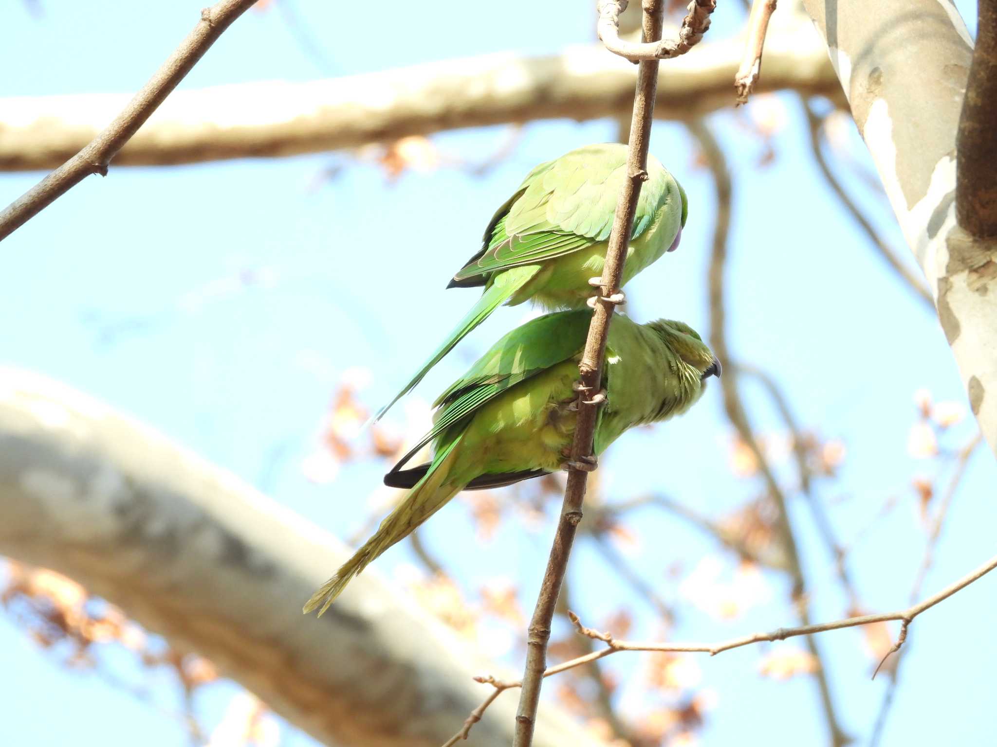 ワカケホンセイインコ