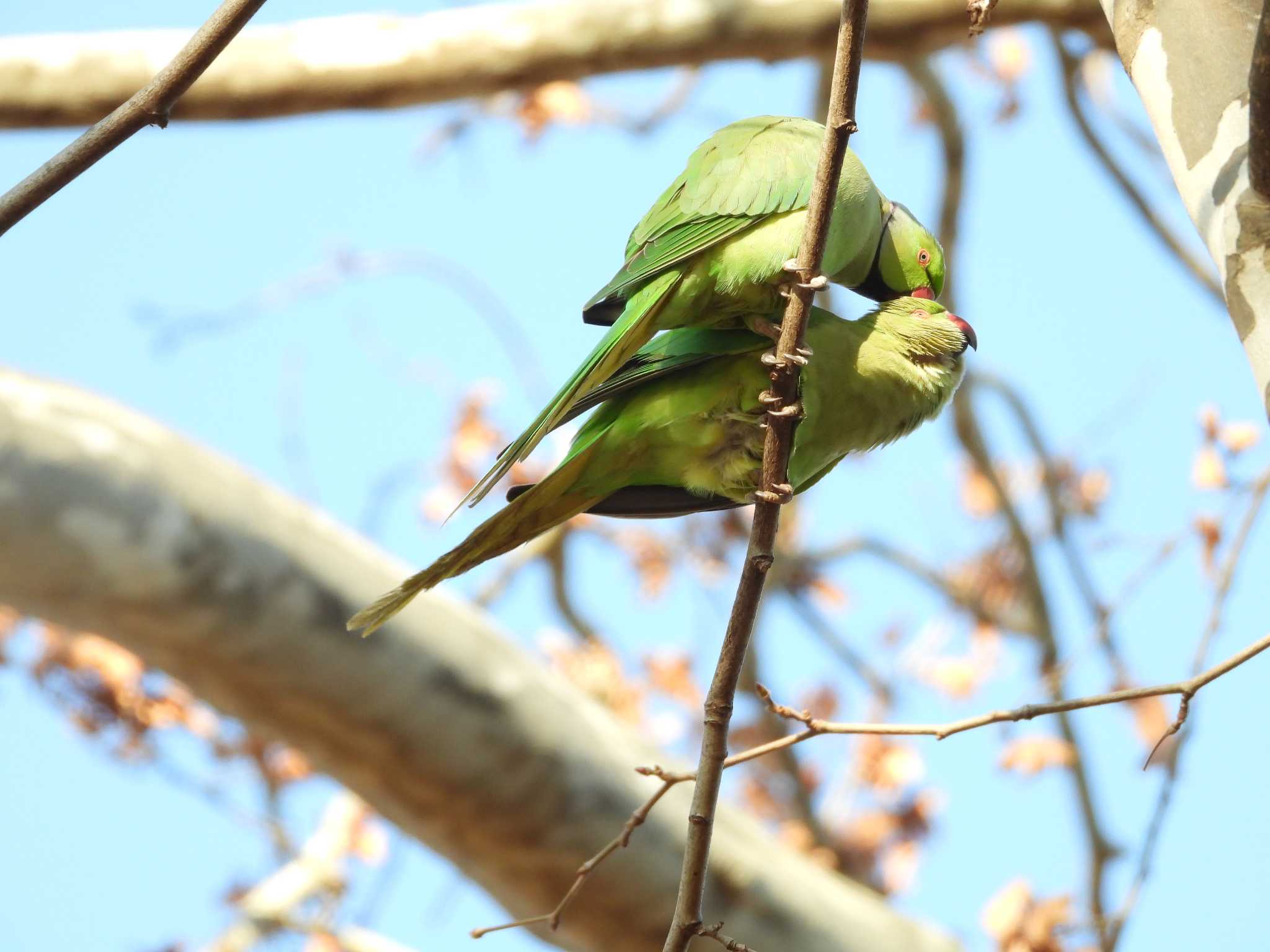 ワカケホンセイインコ