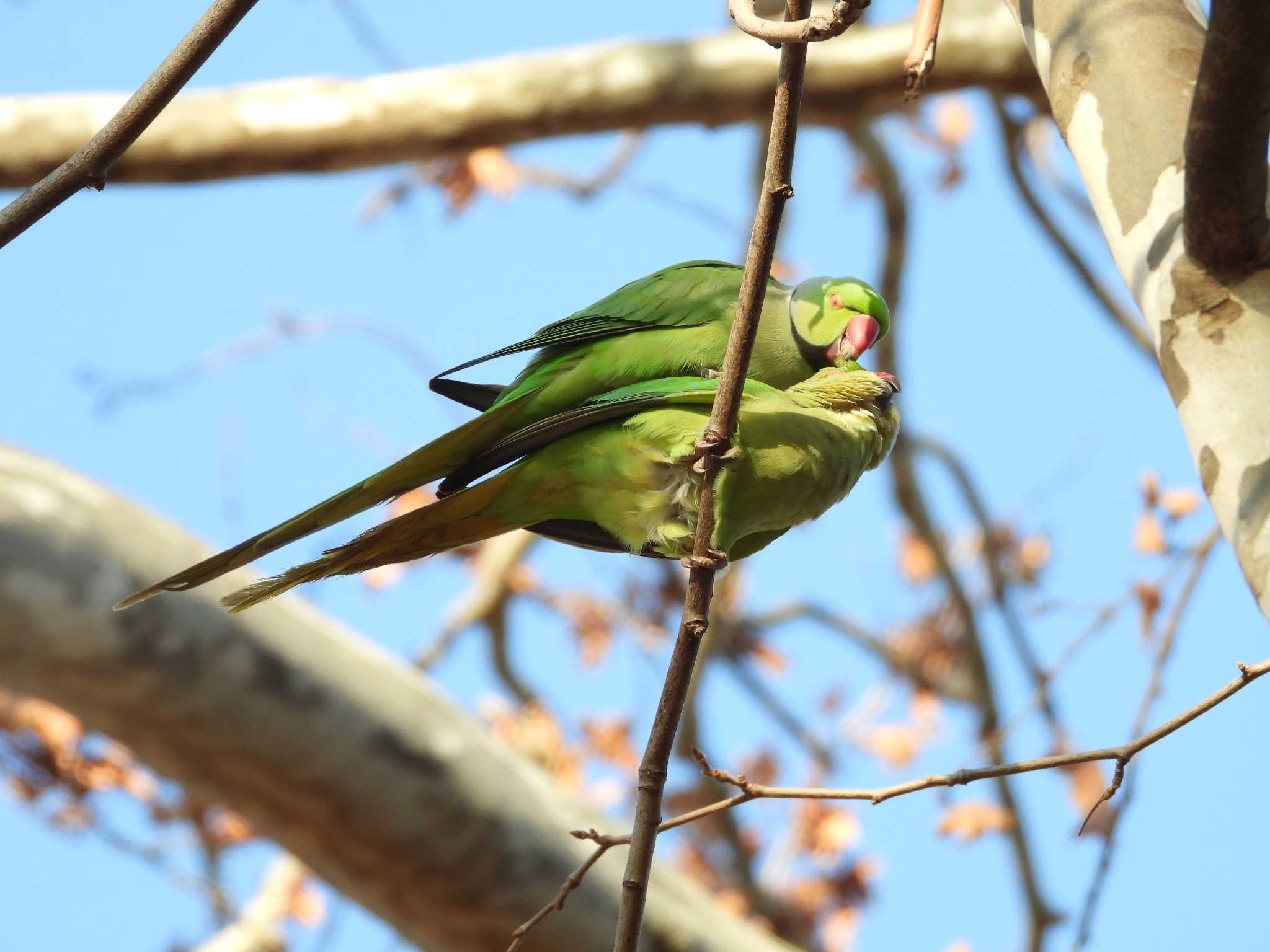 ワカケホンセイインコ