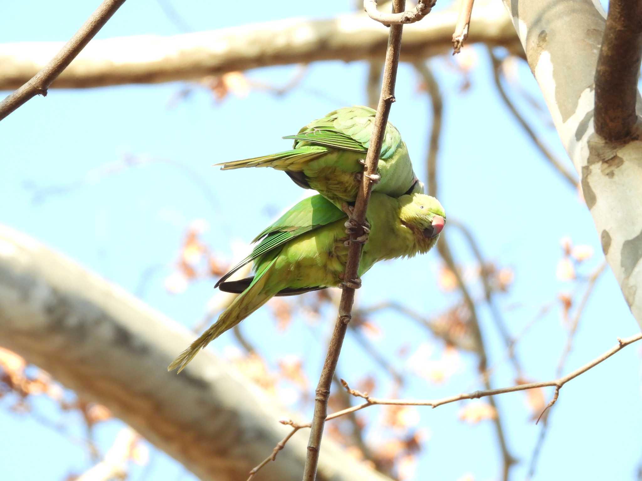 ワカケホンセイインコ