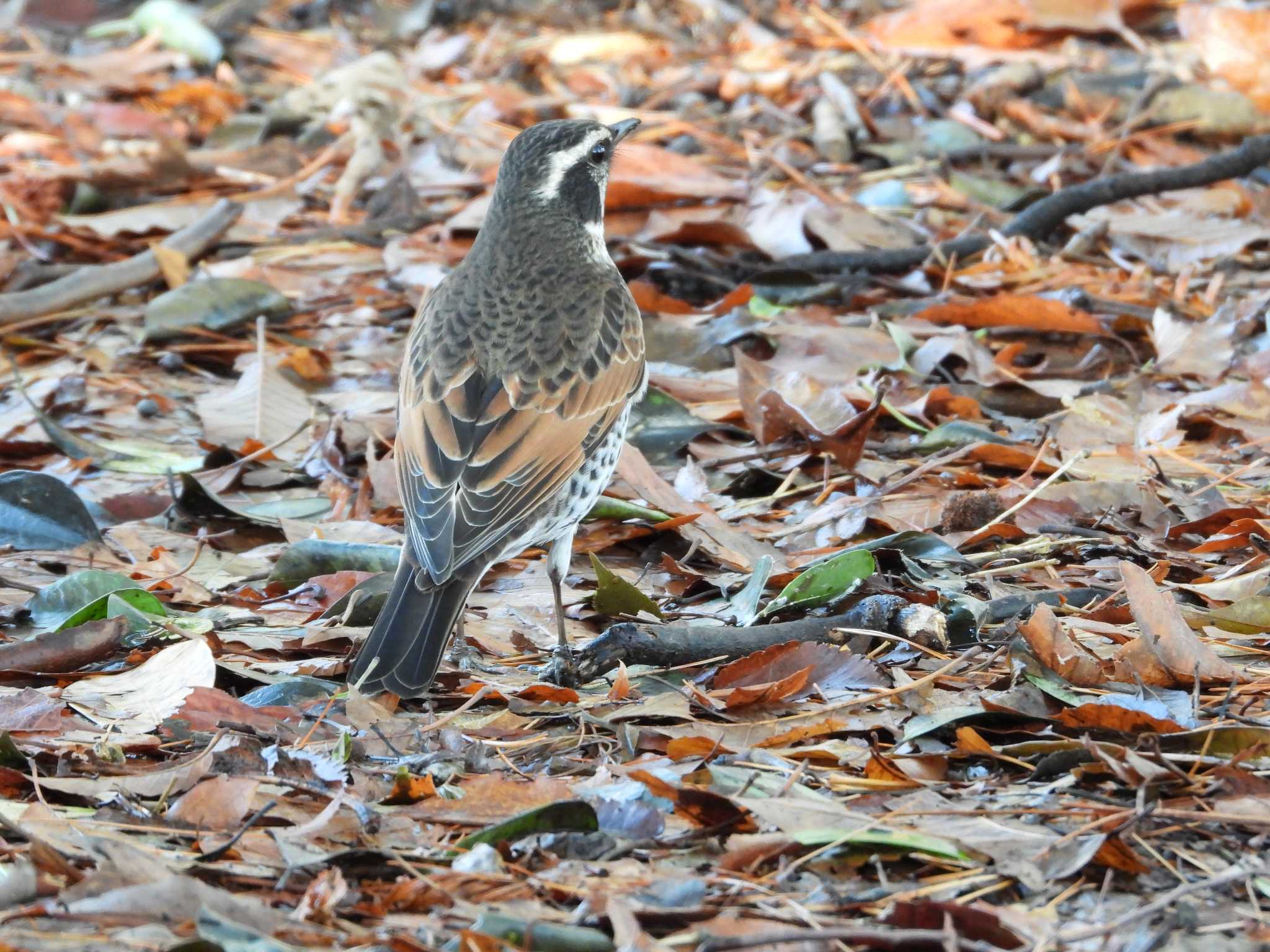 Photo of Dusky Thrush at 東京都品川区 by avemania