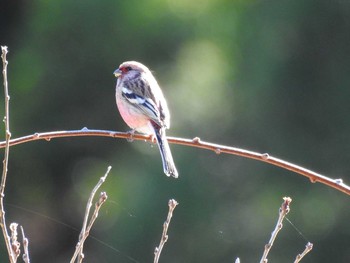 Siberian Long-tailed Rosefinch Hayatogawa Forest Road Sat, 2/1/2020