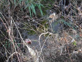Siberian Long-tailed Rosefinch Hayatogawa Forest Road Sat, 2/1/2020