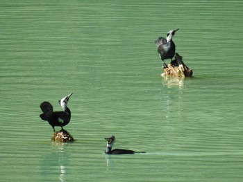 Great Cormorant Hayatogawa Forest Road Sat, 2/1/2020