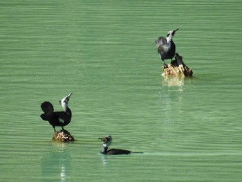 Great Cormorant Hayatogawa Forest Road Sat, 2/1/2020