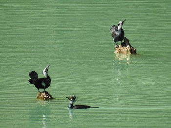 Great Cormorant Hayatogawa Forest Road Sat, 2/1/2020