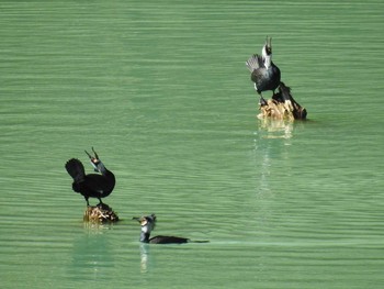 Great Cormorant Hayatogawa Forest Road Sat, 2/1/2020