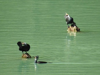 Great Cormorant Hayatogawa Forest Road Sat, 2/1/2020