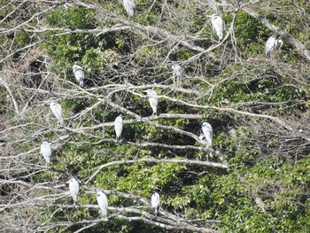 2020年2月1日(土) 早戸川林道の野鳥観察記録