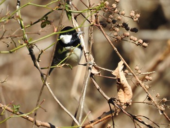 Japanese Tit Hayatogawa Forest Road Sat, 2/1/2020