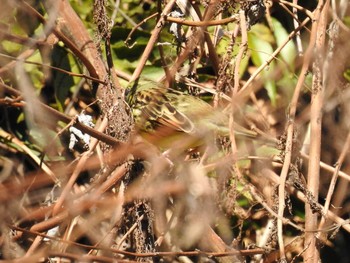 Masked Bunting Hayatogawa Forest Road Sat, 2/1/2020