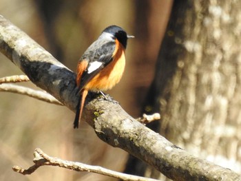 Daurian Redstart Hayatogawa Forest Road Sat, 2/1/2020