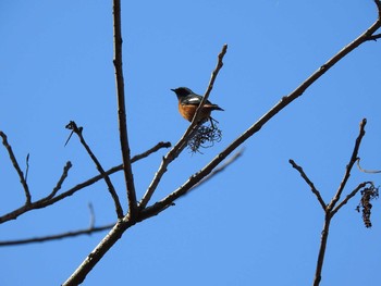 Daurian Redstart Hayatogawa Forest Road Sat, 2/1/2020