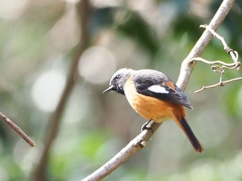 Daurian Redstart 瑞浪市 Mon, 2/3/2020