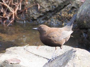 Brown Dipper 瑞浪市 Mon, 2/3/2020