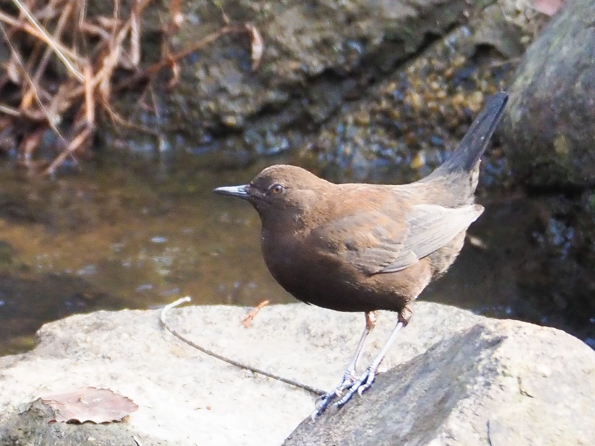 Photo of Brown Dipper at 瑞浪市 by きずきず