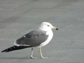 2020年1月5日(日) 釜石港の野鳥観察記録