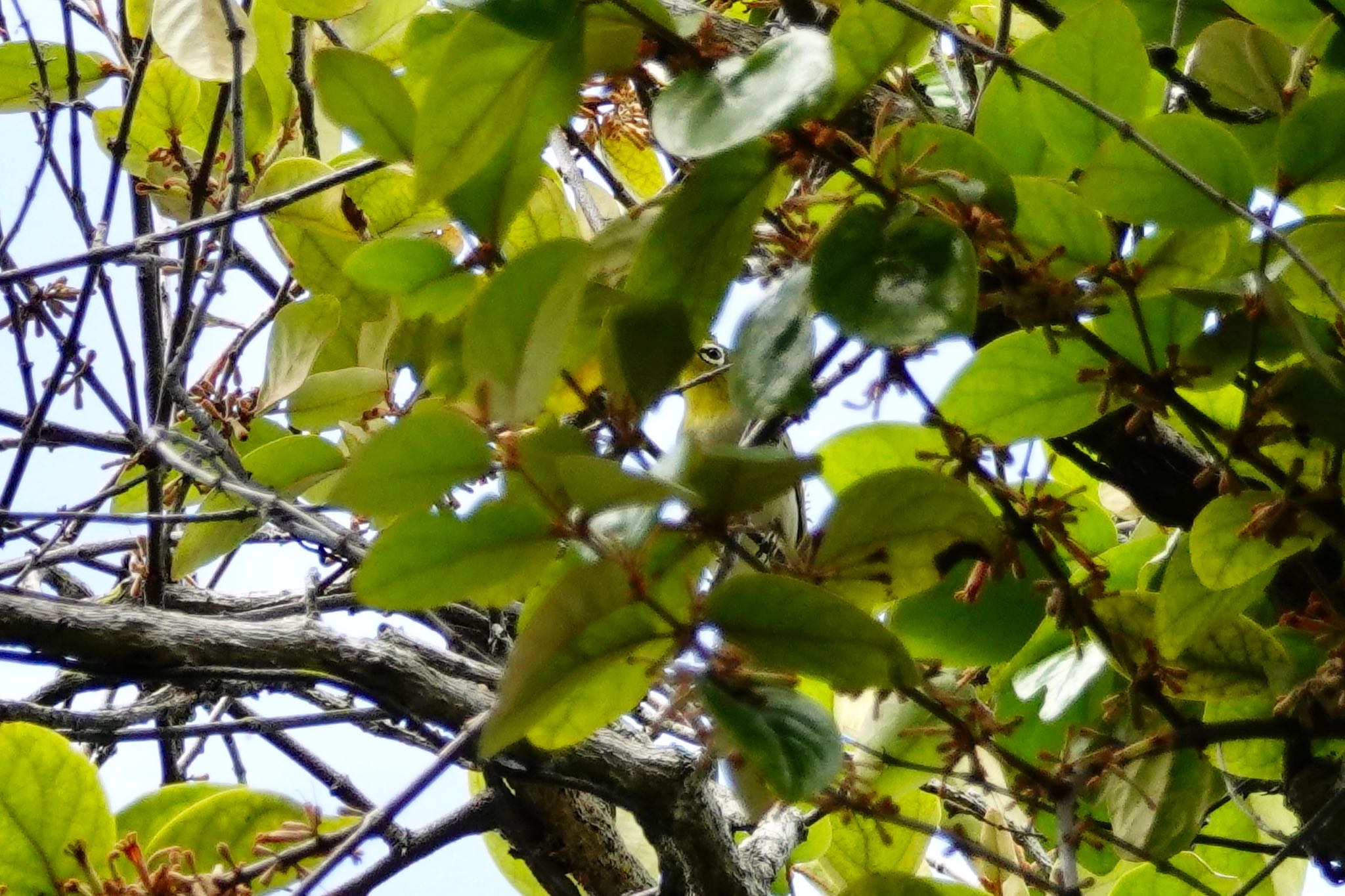 Warbling White-eye