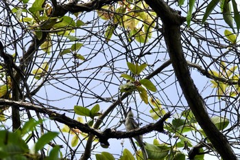 サンショウクイ Jurong Lake Gardens 2019年12月5日(木)