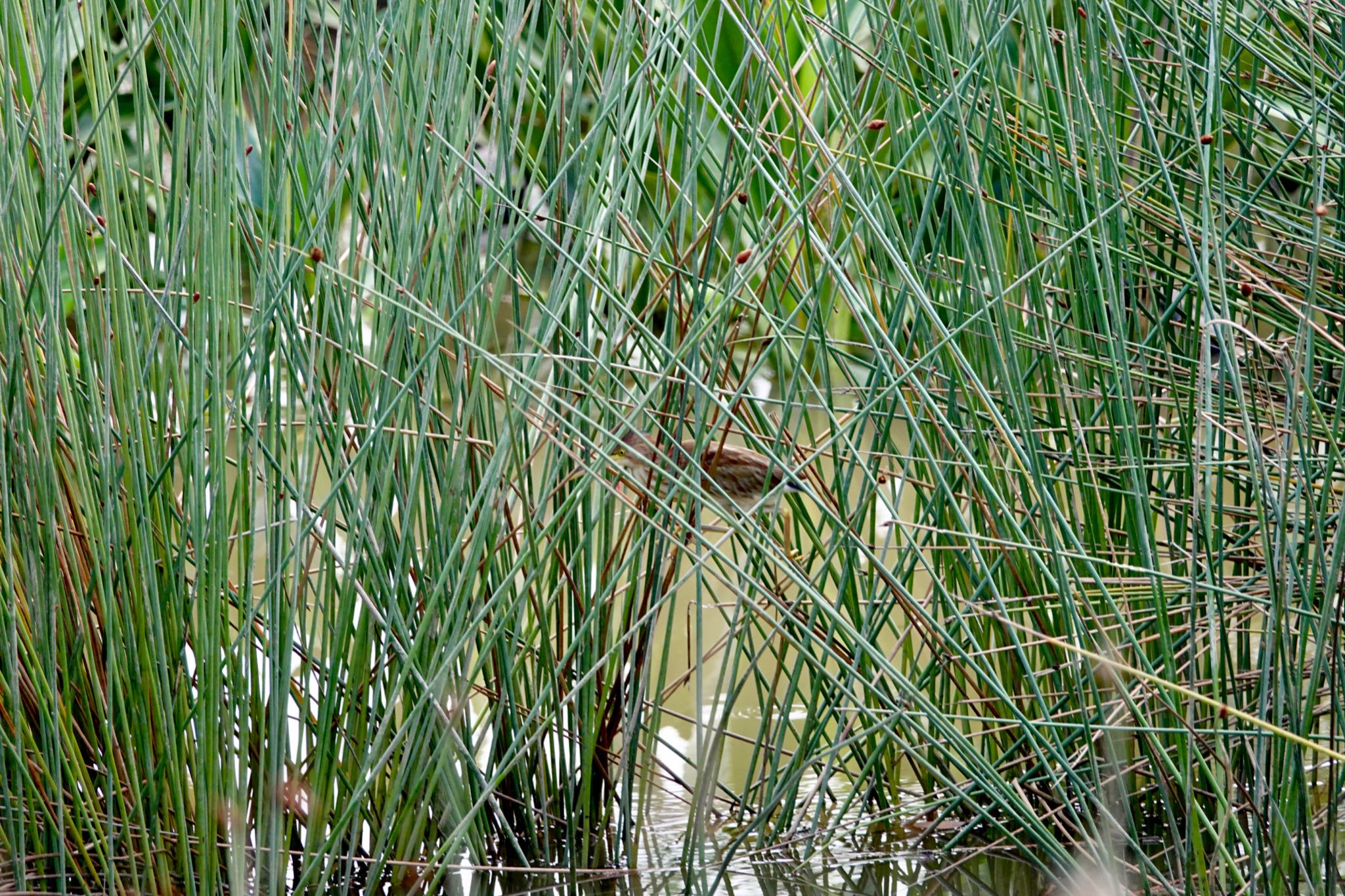 Photo of Yellow Bittern at Jurong Lake Gardens by のどか