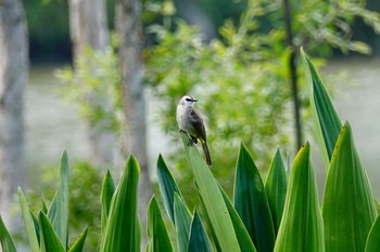 メグロヒヨドリ Jurong Lake Gardens 2019年12月5日(木)