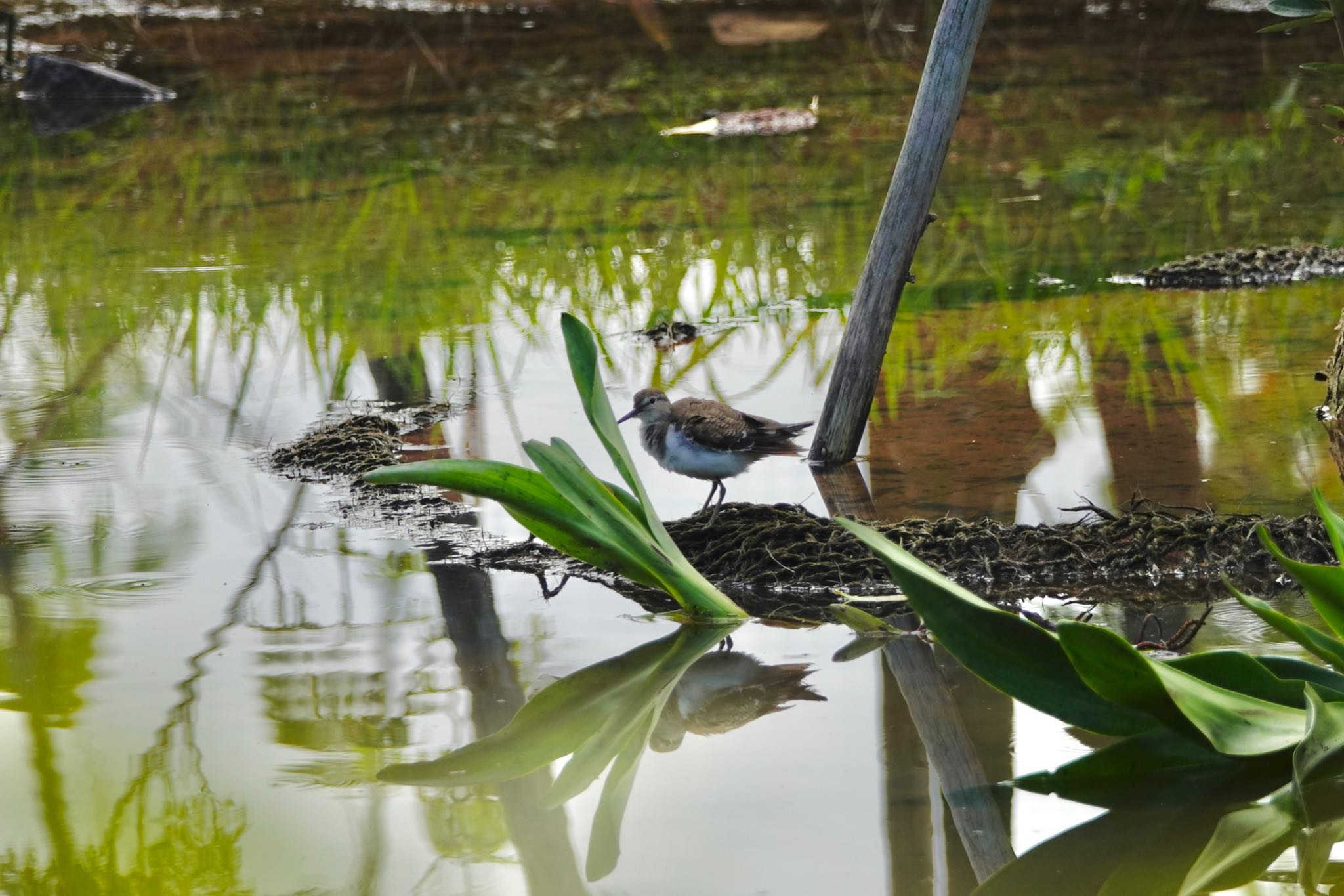 Photo of Common Sandpiper at Jurong Lake Gardens by のどか