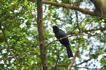 Asian Koel Jurong Lake Gardens Thu, 12/5/2019