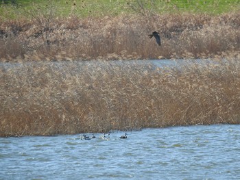 2020年2月2日(日) 芝川第一調節池(芝川貯水池)の野鳥観察記録